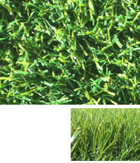 rye